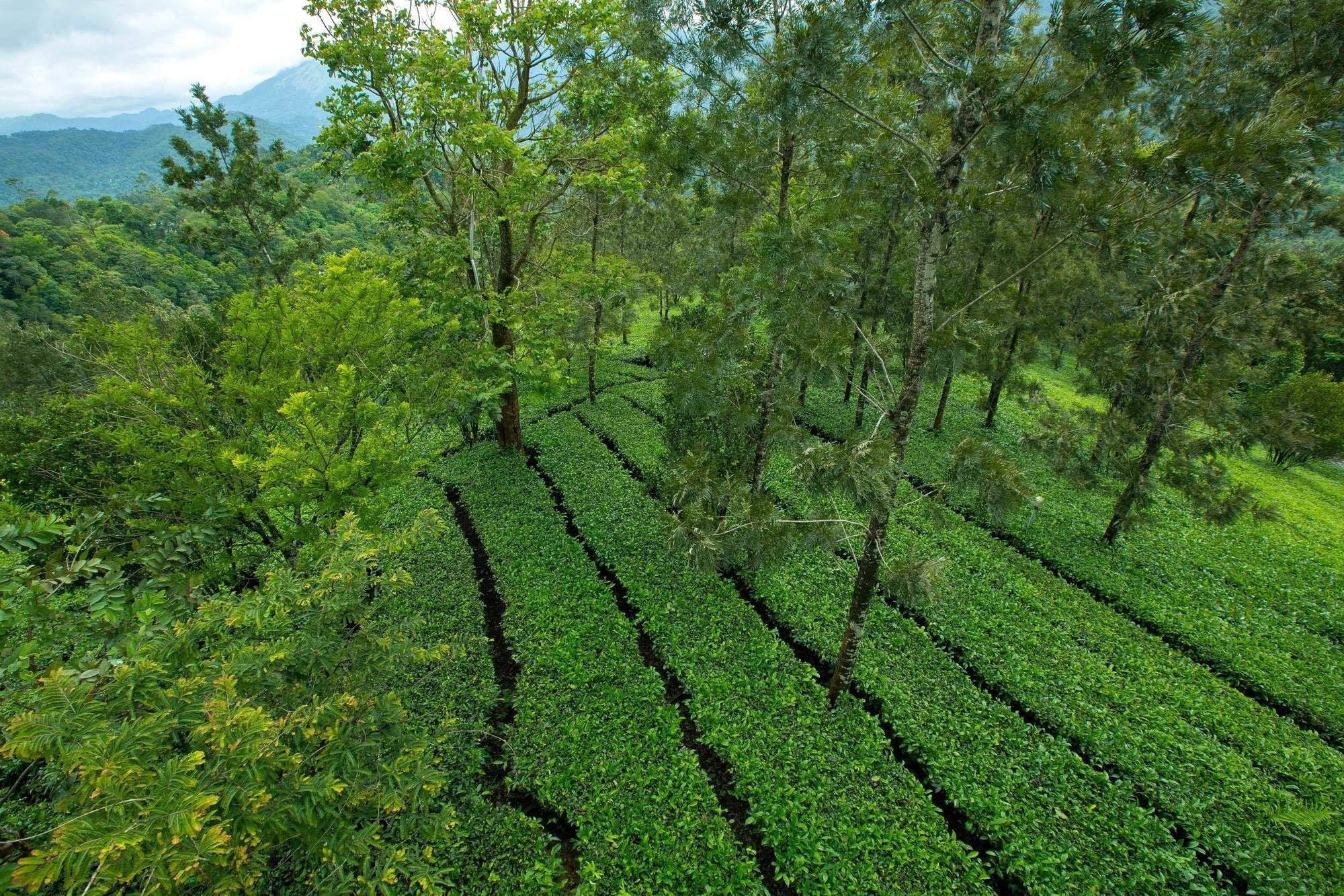 Dream Catcher Plantation Resort Munnar Extérieur photo