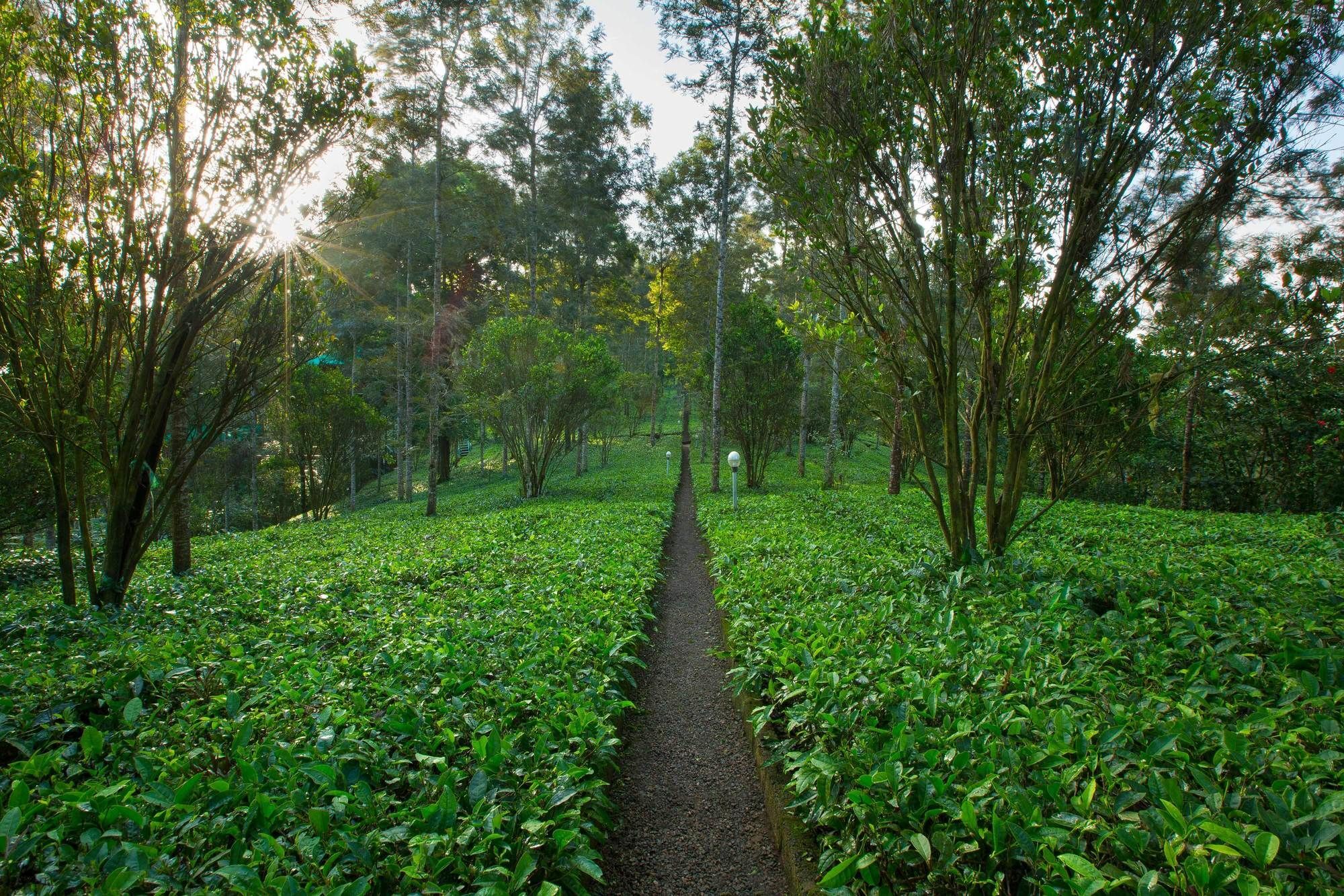 Dream Catcher Plantation Resort Munnar Extérieur photo